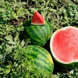 Sadnice lubenice su se ispružile - šta učiniti